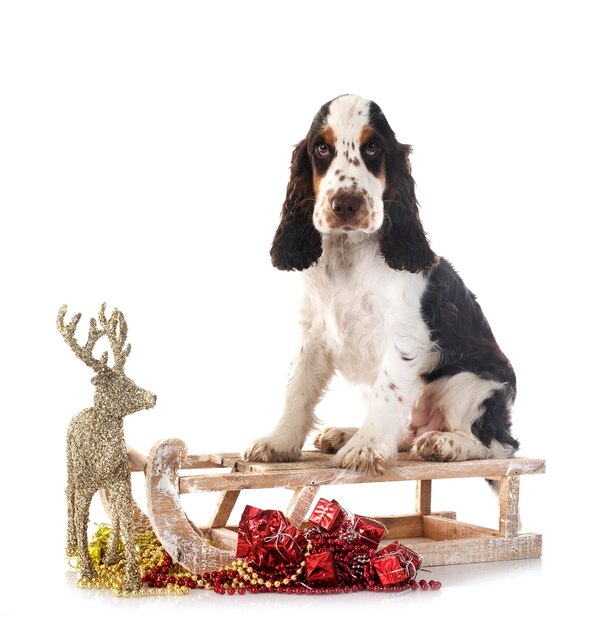 Photo english cocker spaniel in front of white background