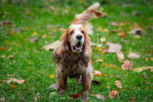 English Cocker Spaniel playing in a clearing.Close-up