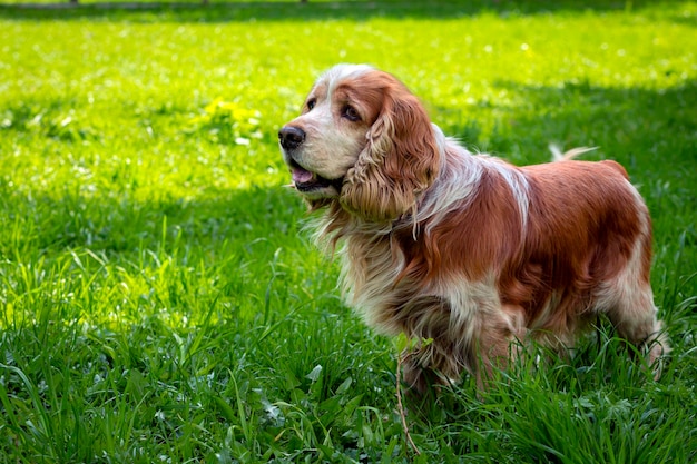 English Cocker Spaniel playing in a clearing Closeup