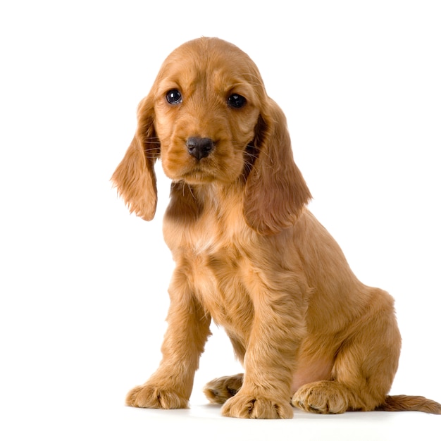 English Cocker Spaniel puppy