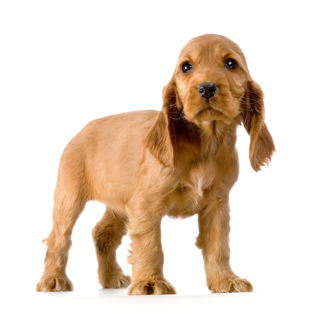 English Cocker Spaniel puppy