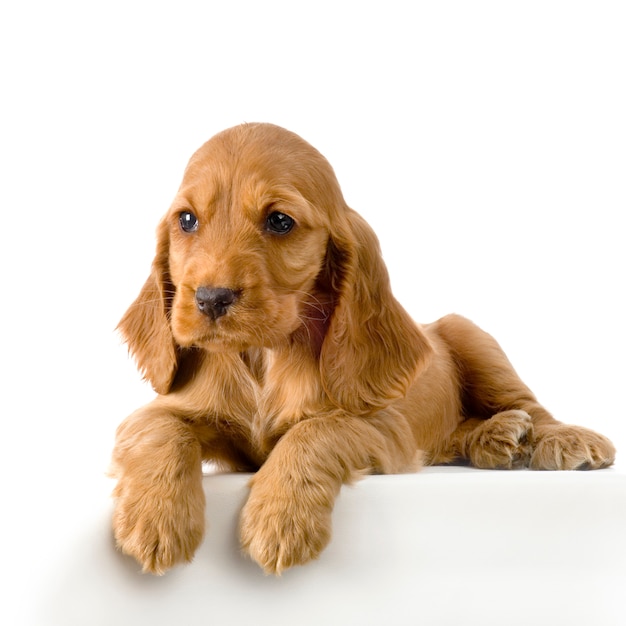 English Cocker Spaniel puppy