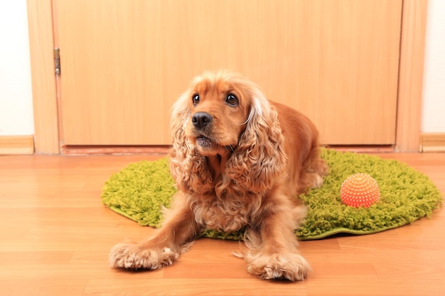 English cocker spaniel on rug near door