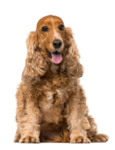 English Cocker Spaniel sitting isolated on white