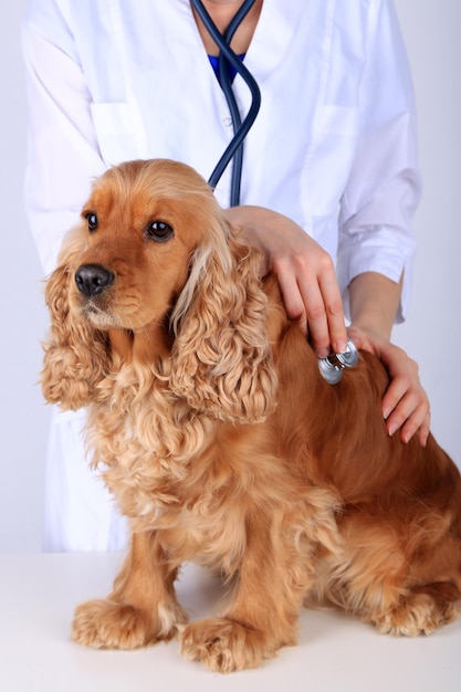 COCKER SPANIEL INGLÊS – Consulta Dog Vet