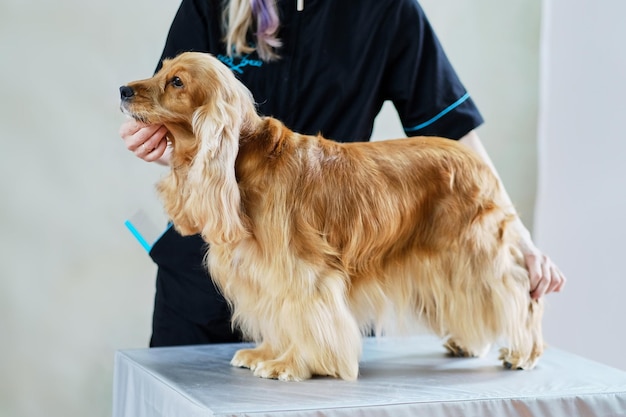 English cocker spaniel with a long hair skirt on the table