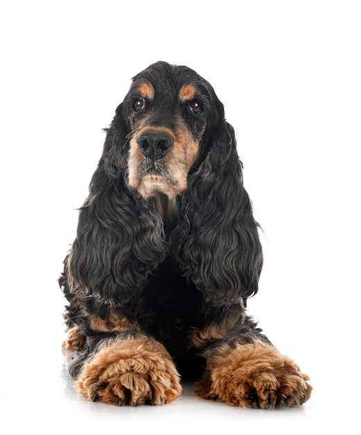 English Cocker Spaniel