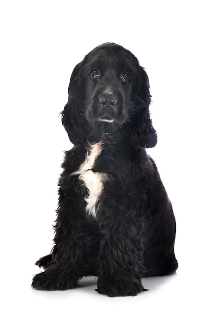 English Cocker Spaniel