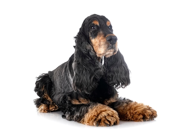 English Cocker Spaniel