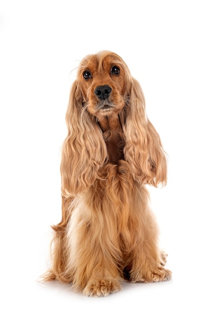 English Cocker Spaniel