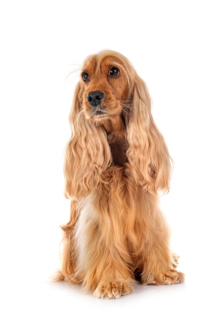 English Cocker Spaniel