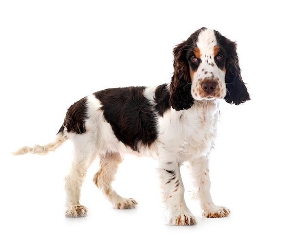 English Cocker Spaniel