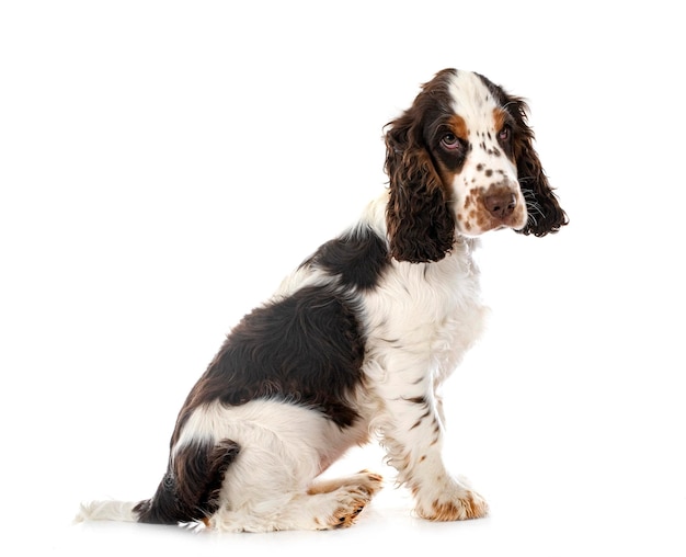 English Cocker Spaniel