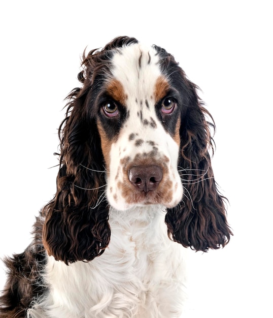 English Cocker Spaniel