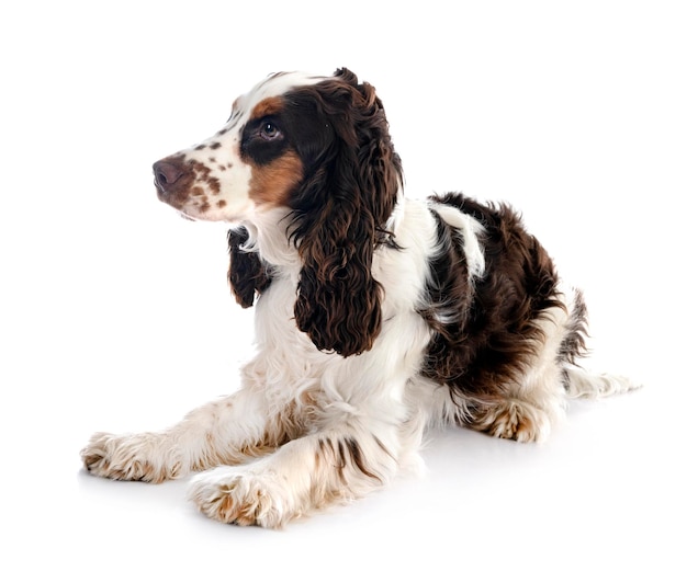 English Cocker Spaniel