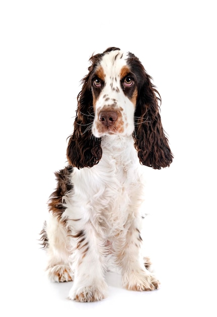 English Cocker Spaniel