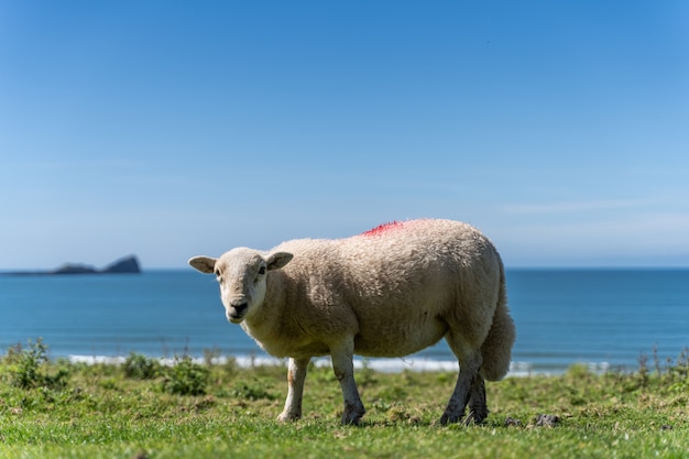 English countryside with grazing sheep