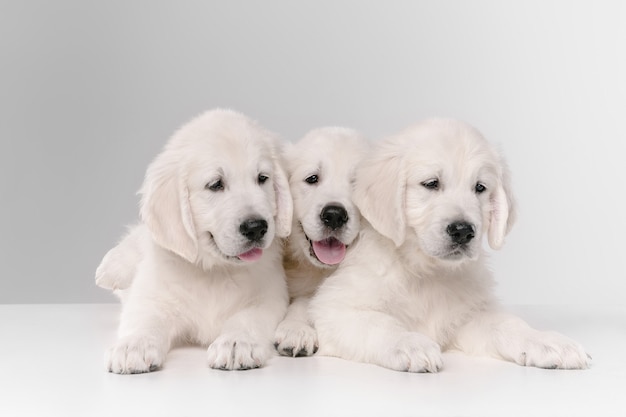 English cream golden retrievers posing. Cute playful doggies or purebred pets looks playful and cute isolated on white wall. Concept of motion, action, movement, dogs and pets love. Copyspace.