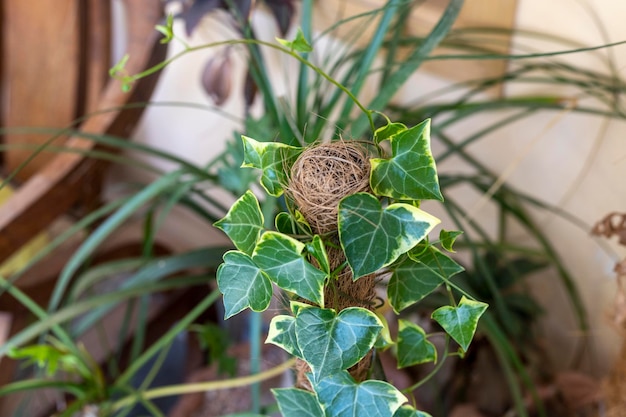 English ivy plant in pot closeup with selective focus