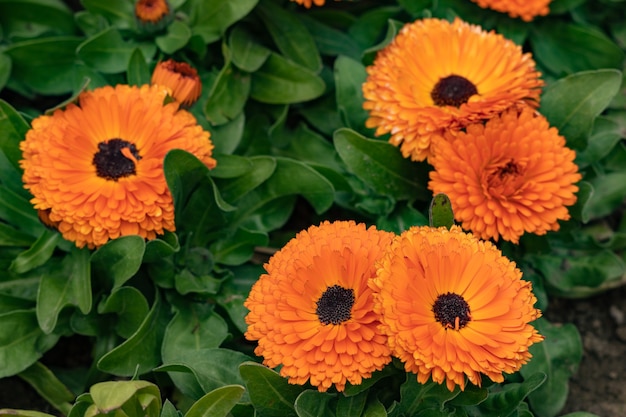 Photo english marigolds flower in garden