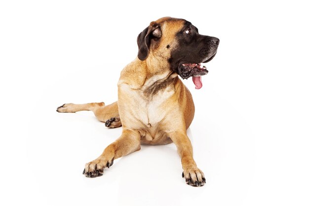 English Mastiff Dog Looking to Side