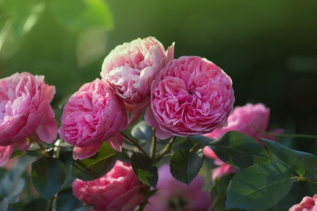 English rose in garden English pink rose Princess Alexandra of Kent in the summer garden