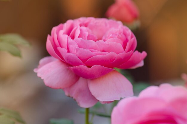 정원의 영어 장미 여름 정원의 영어 핑크 장미