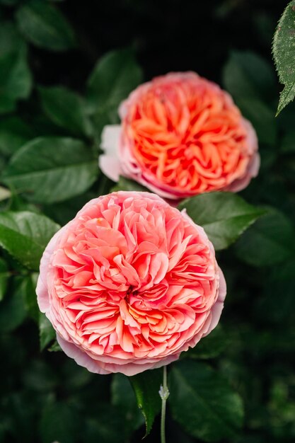 Photo english rose with beautiful petals macro