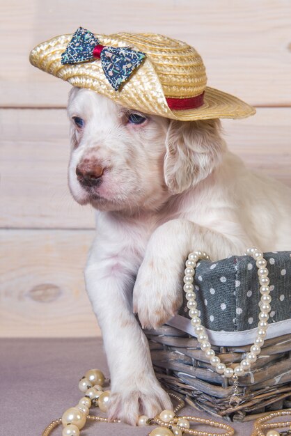 Foto setter inglese cucciolo di cane in un cappello di paglia in un cesto di legno con perline.