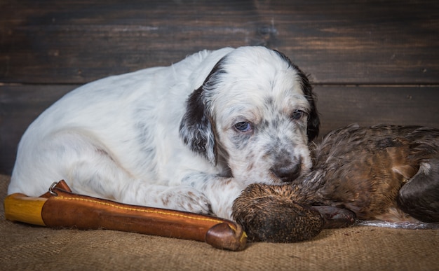 English setter puppy dog with knife and duck