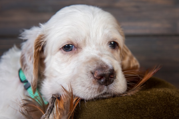 English setter puppy hunting dog next to a hunting hat