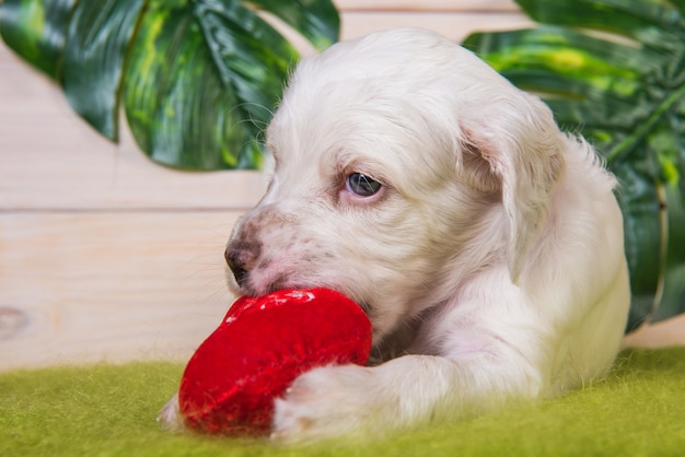 イングリッシュセッターの子犬は赤いハートのおもちゃを遊んでいます