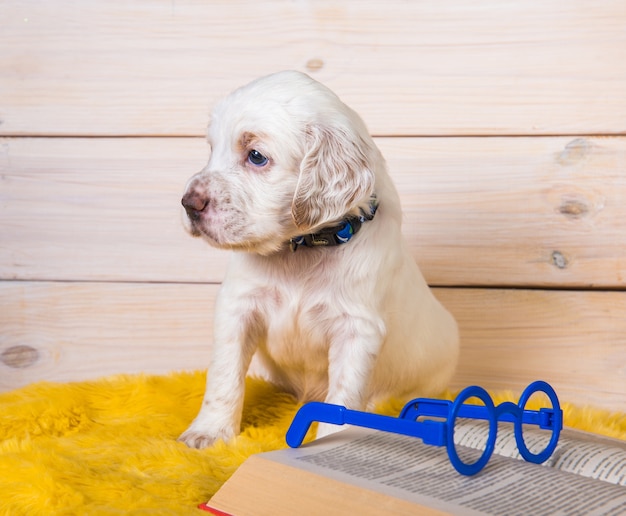 English setter puppy sitting beside book with glasses