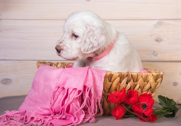 English setter puppy in a wood basket with flowers