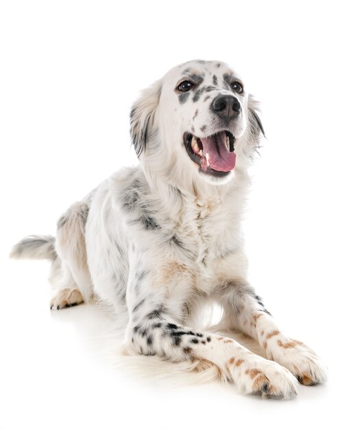 english setter in studio