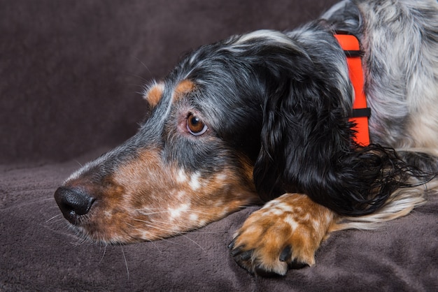 English Setter with brown spots resting