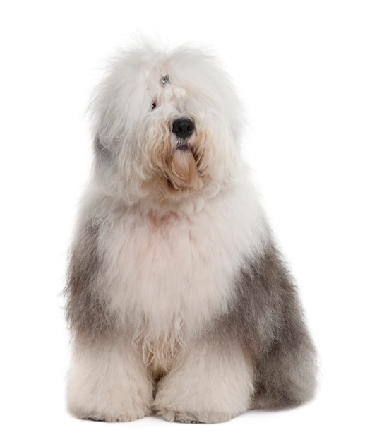  English Sheepdog,  Year d, sitting 