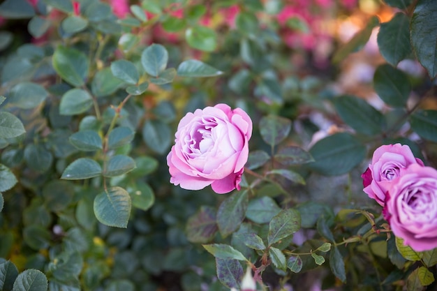 Английский кустарник розовый Оливия роза Остин в дачном саду Натуральный цветочный летний фон Цветочный куст