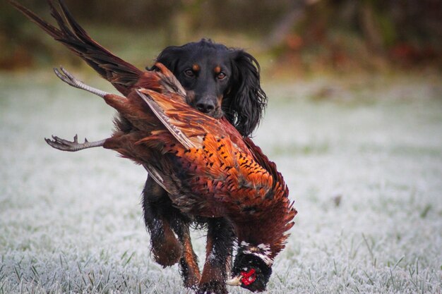 Photo english springer spaniel carrying dead pheasant on field