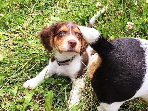 English springer spaniel and jack russell terrier on grassy field