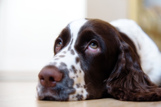 English Springer Spaniel puppy dog lying on the floor