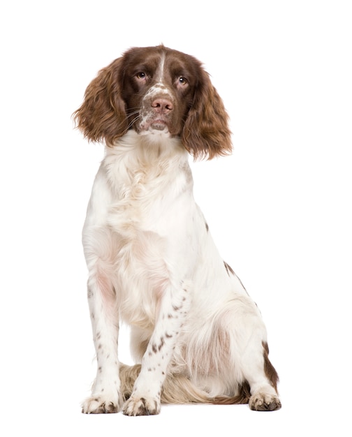 English Springer Spaniel with 10 months.