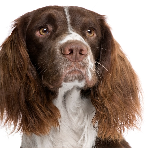 Photo english springer spaniel with 2 years.