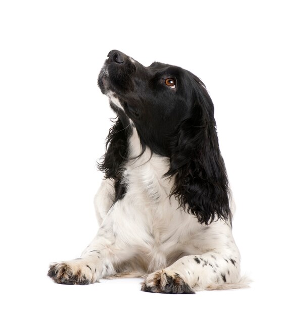 English Springer Spaniel with 2 years.