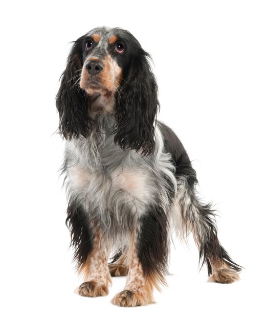 Springer spaniel inglese