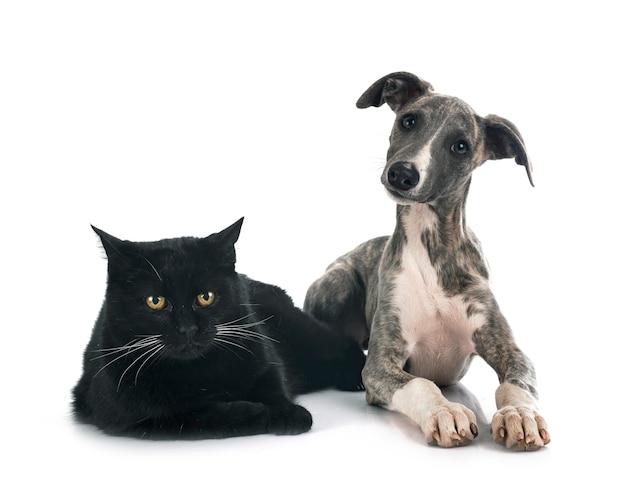 English Whippet and cat in front of white background