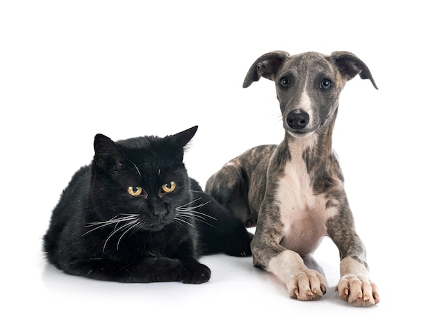 English Whippet and cat in front of white background