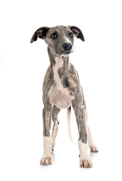 English Whippet in front of white background