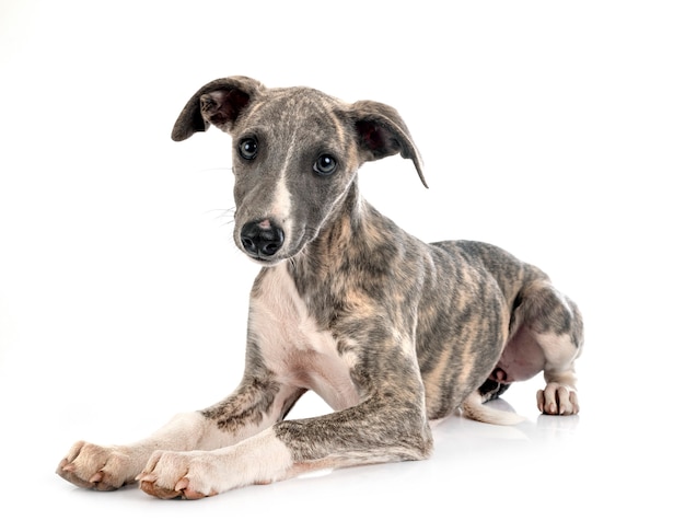 English Whippet in front of white background