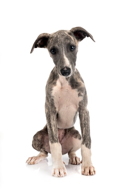 English Whippet in front of white background